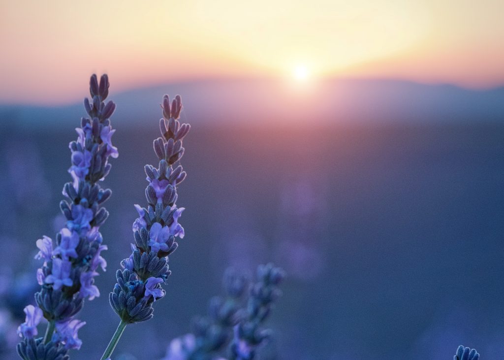 Lavender flowers at sunset